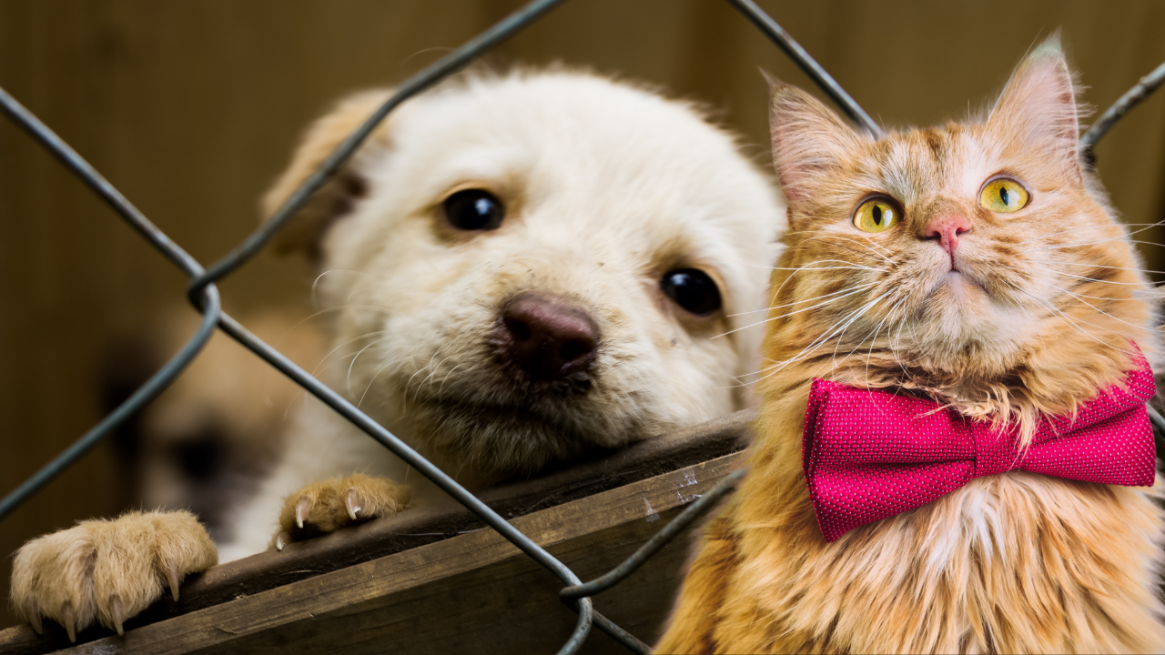 AB, kedi ve köpeklere ilişkin tasarıda uzlaştı: Barınakların standartları değişiyor