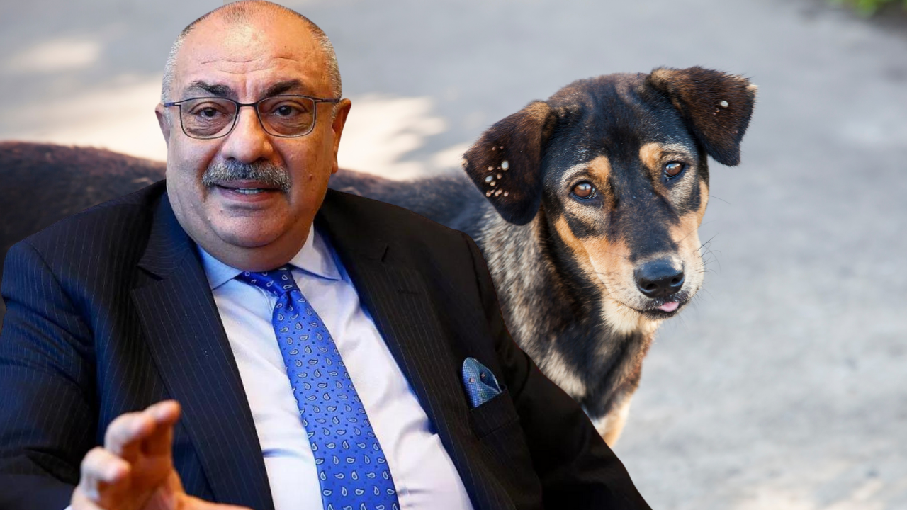 AK Parti milletvekili Tuğrul Türkeş'ten sokak hayvanları yasasına ilişkin açıklama