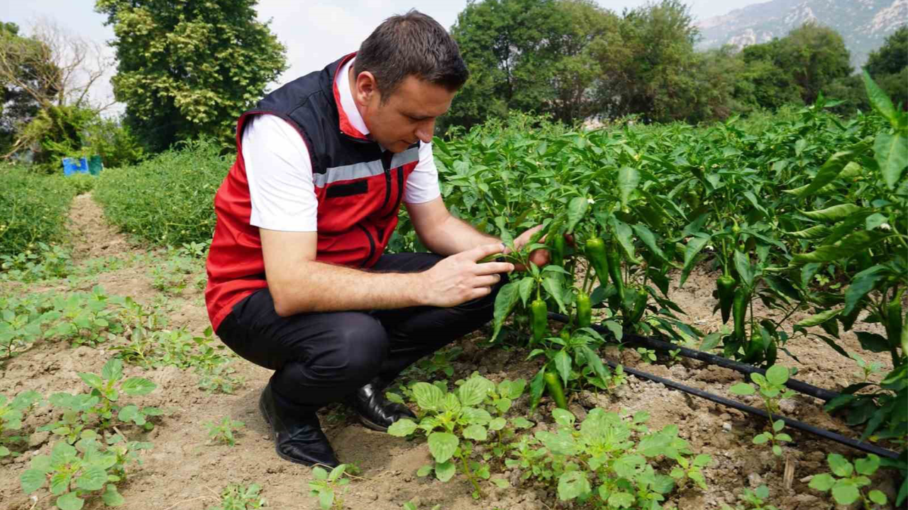 Osmaniye’de domates ve biber hasadı