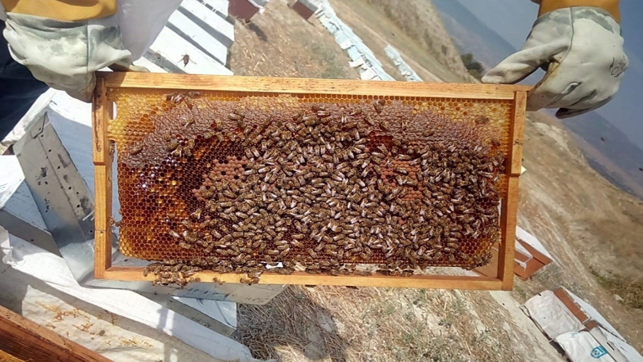 Niğde'de bal hasadı başladı! 250 ton bal üretimi bekleniyor
