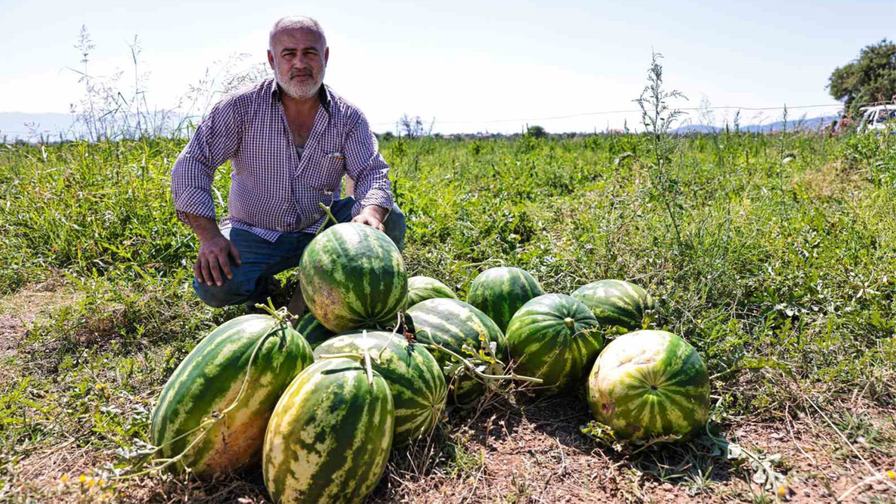 Üreticinin elinde kalan karpuzlar belediye tarafından halka dağıtılacak