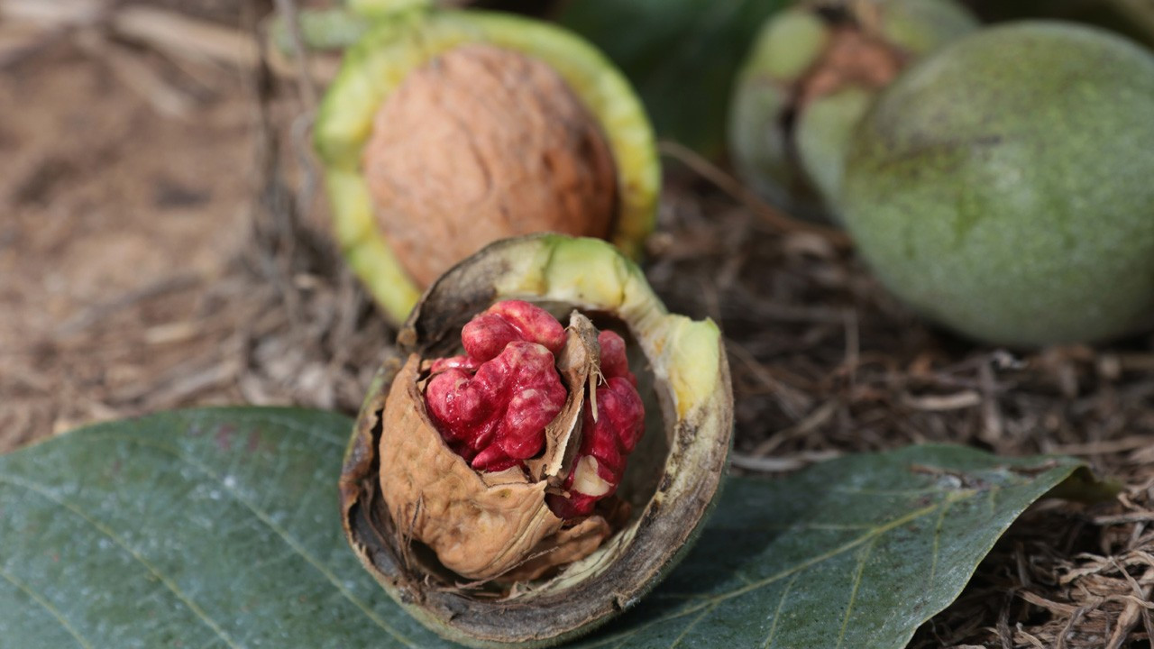Ceviz Üreticileri Derneği Başkanı Ömer Ergüder: Yerli ceviz de kuraklıktan nasibini alıyor