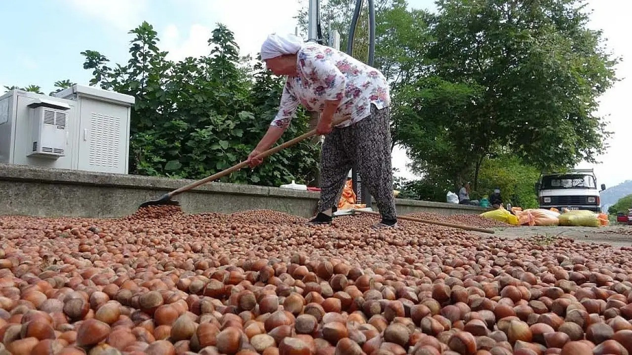 Ziraat odaları açıkladı! Fındık işçilerinin yevmiyelerine zam yapıldı