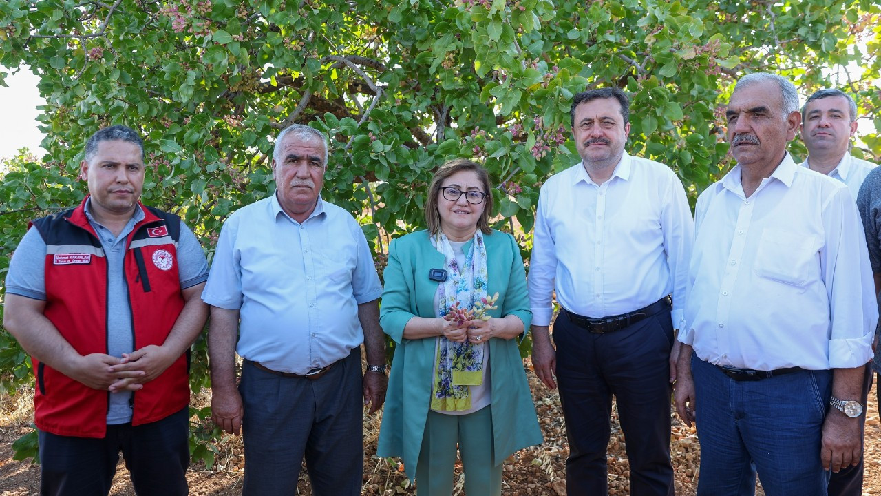 Gaziantep Büyükşehir çiftçiden baklavalık fıstık alımına başlayacak