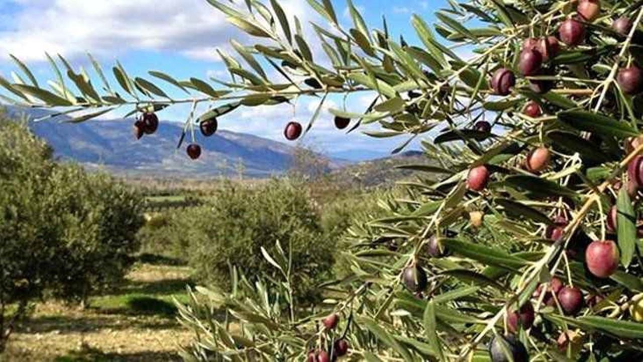 Türkiye'de zeytin alarmı! Kriz kapıda mı?