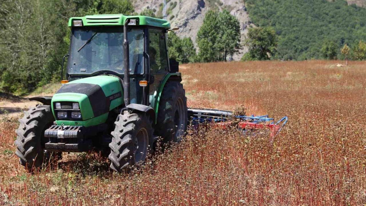 Ordu'da buğday hasadı! Karabuğday üreticinin yüzünü güldürdü