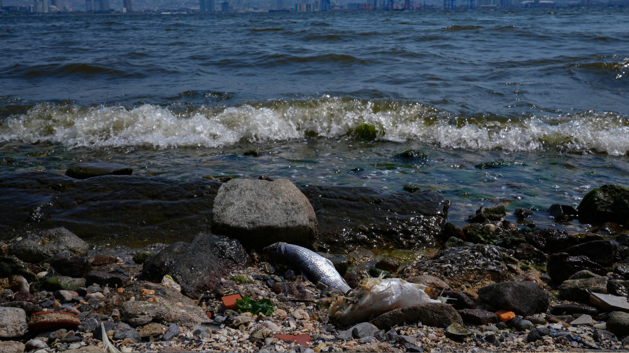 İzmir Körfezi'nde alarm! Balık avlamak yasaklandı!