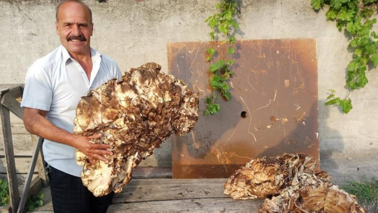 Ormanda 40 kilogramlık mantar buldu, 2 bin TL'ye sattı
