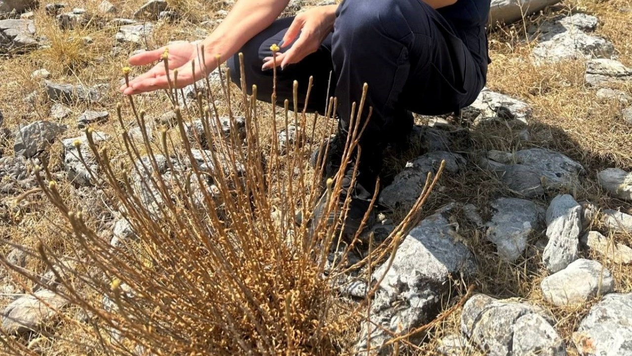 Kuşadası'nda sadece 11 tane kaldı: Koparmanın cezası 387 bin 141 lira