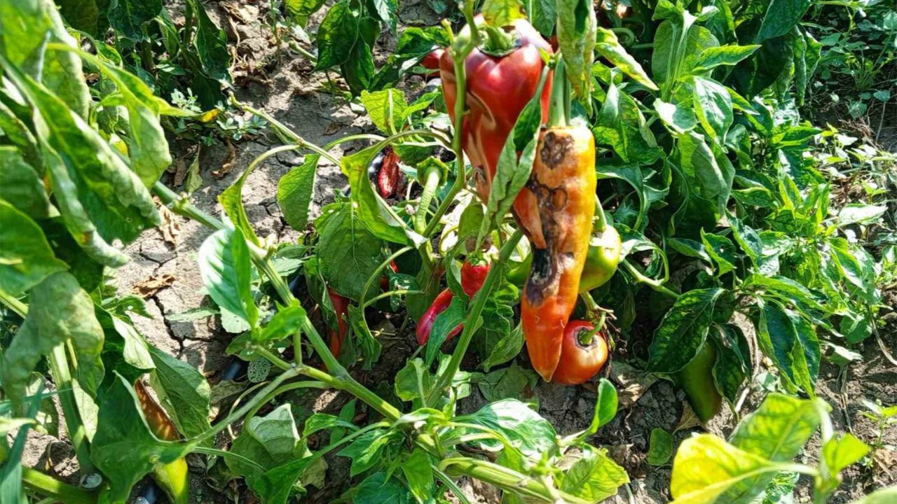 Kapya biber üretimi hastalık nedeniyle düşüş yaşadı