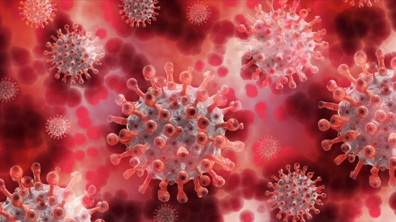 Dünya Sağlık Örgütü: 7 Ağustos’ta Türkiye’de maymun çiçeği tespit edildi