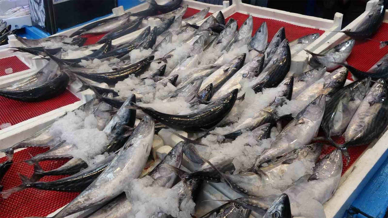 Av miktarı düştü, palamut fiyatları tavan yaptı