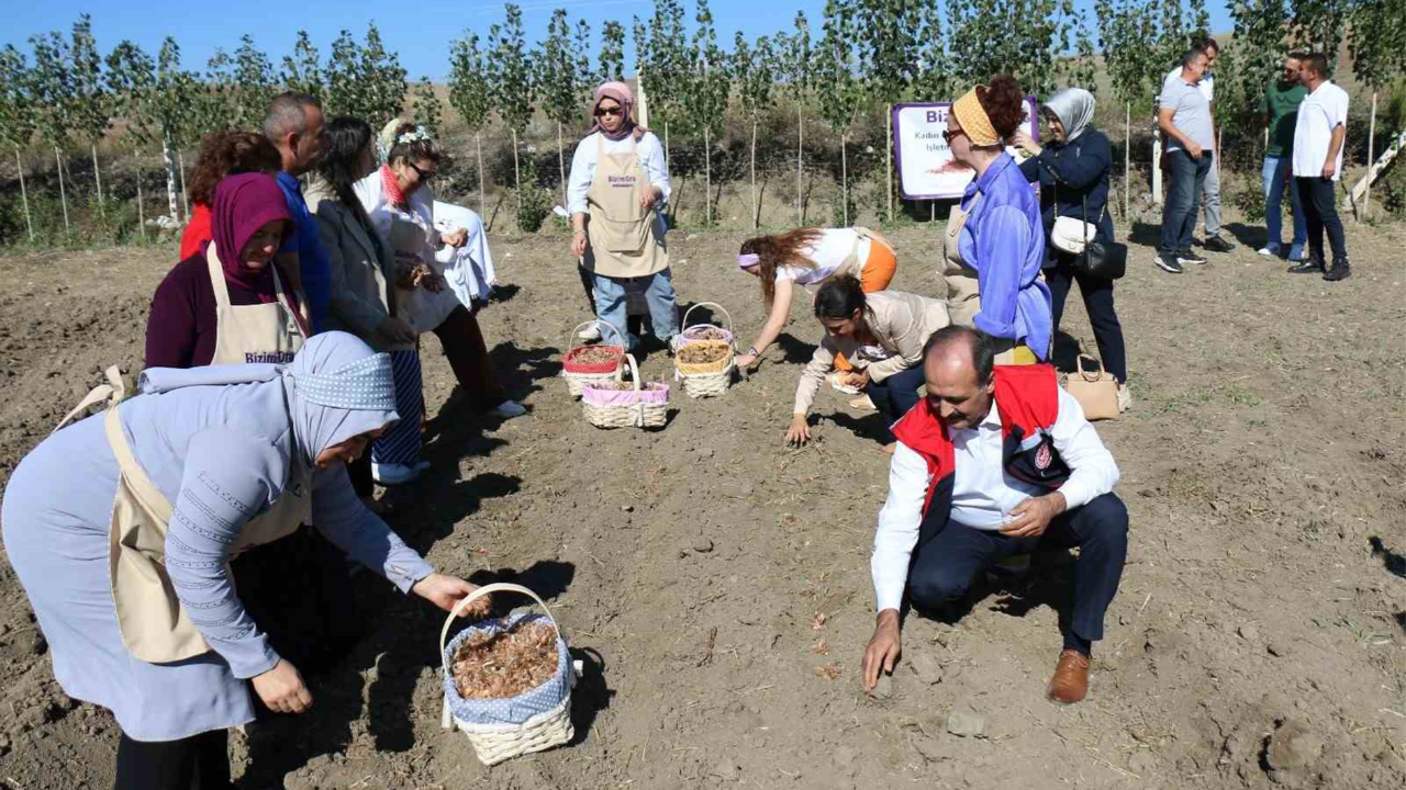 'Dünyanın en pahalı bitkisi' safran üretimi için harekete geçildi