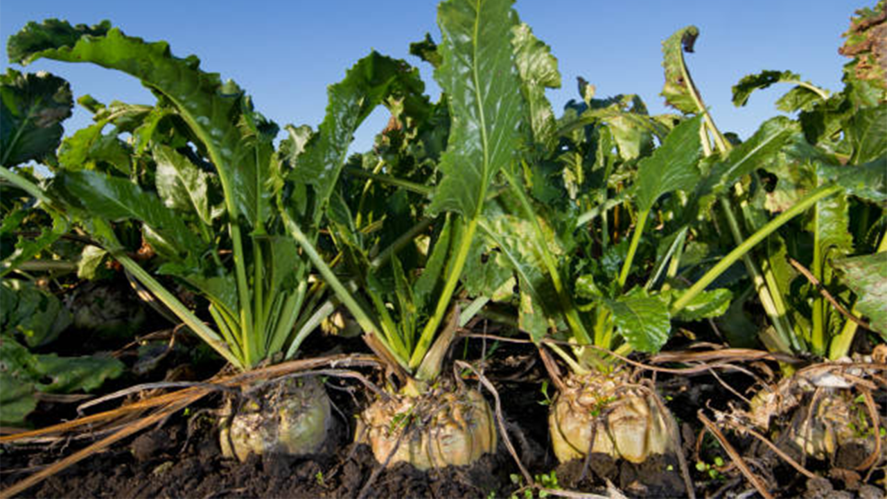 Şeker pancarı alımlarında ödeme planı belli oldu!