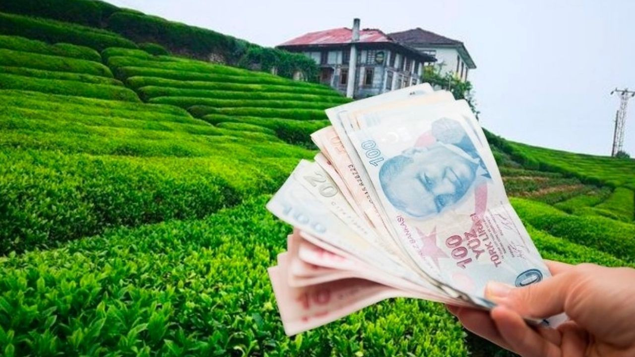 ÇAYKUR ödemeleri başladı! Yaş çay paraları hesaplara geçti