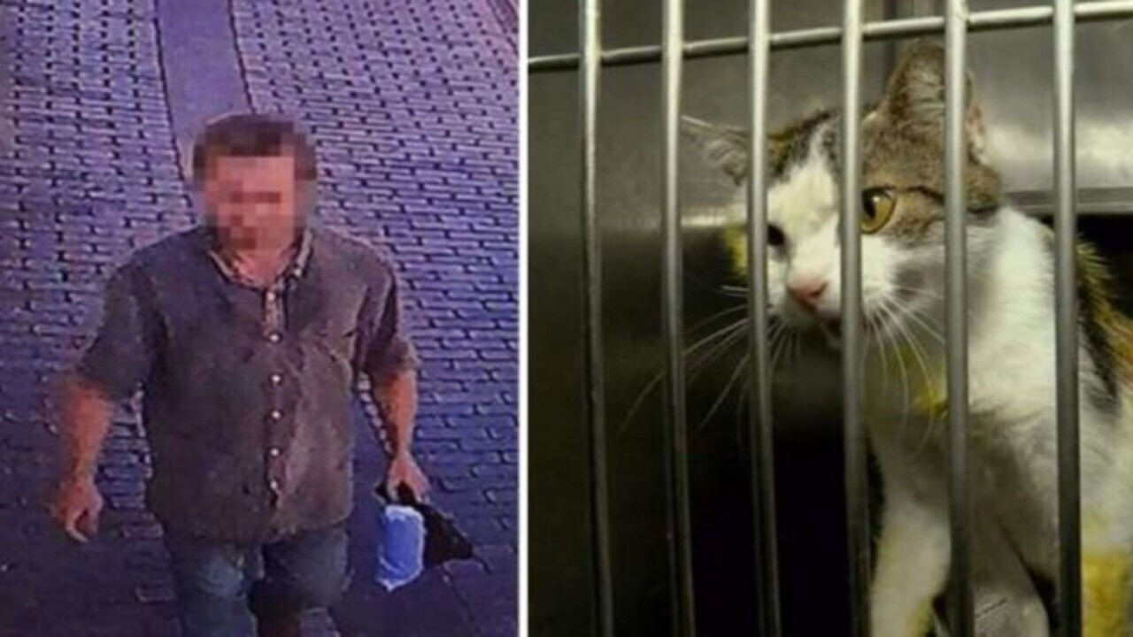 İstanbul'da kedilere kezzap ve asitle saldırmıştı: O caninin cezası belli oldu