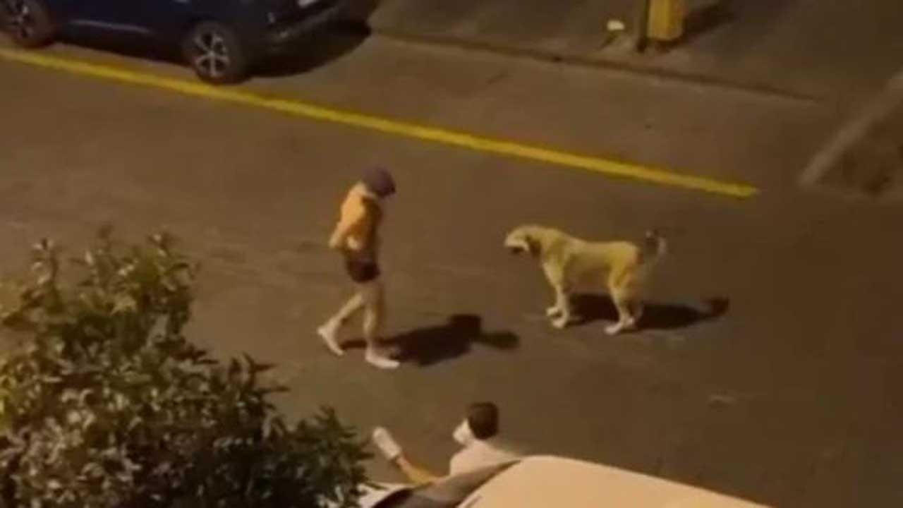 Antalya'da "köpeğe uygunsuz hareketlerde bulunan" kişi tutuklandı
