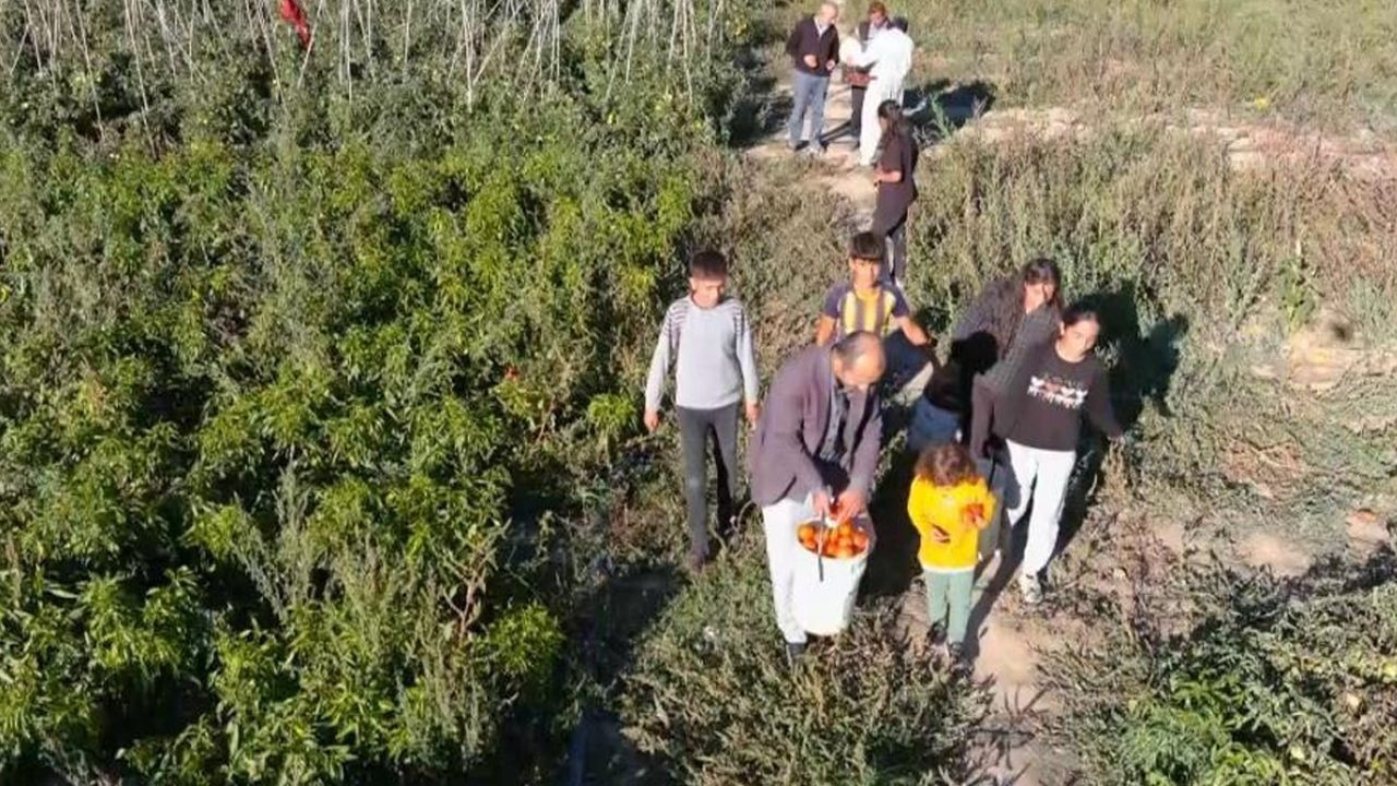 Markette sebzeleri pahalı bulan vatandaşlar soluğu tarlalarda aldı