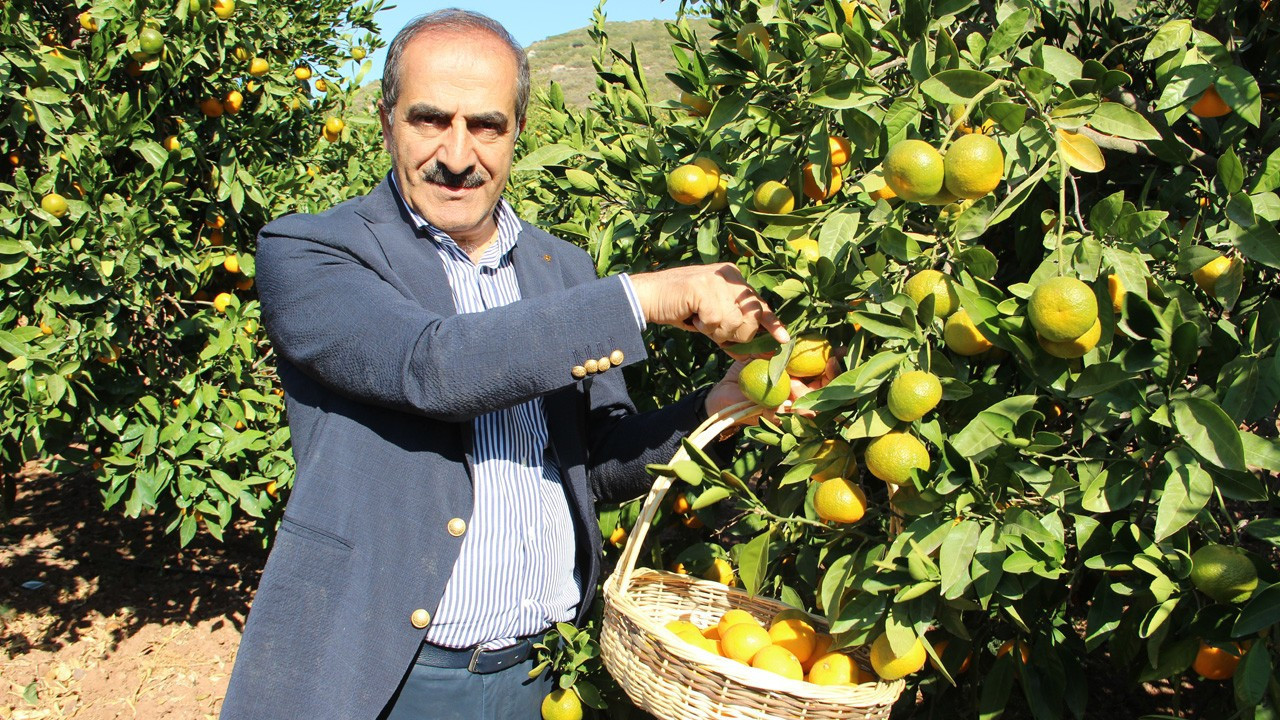 Satsuma mandalinanın ihracat yolculuğu 18 Ekim’de başlıyor