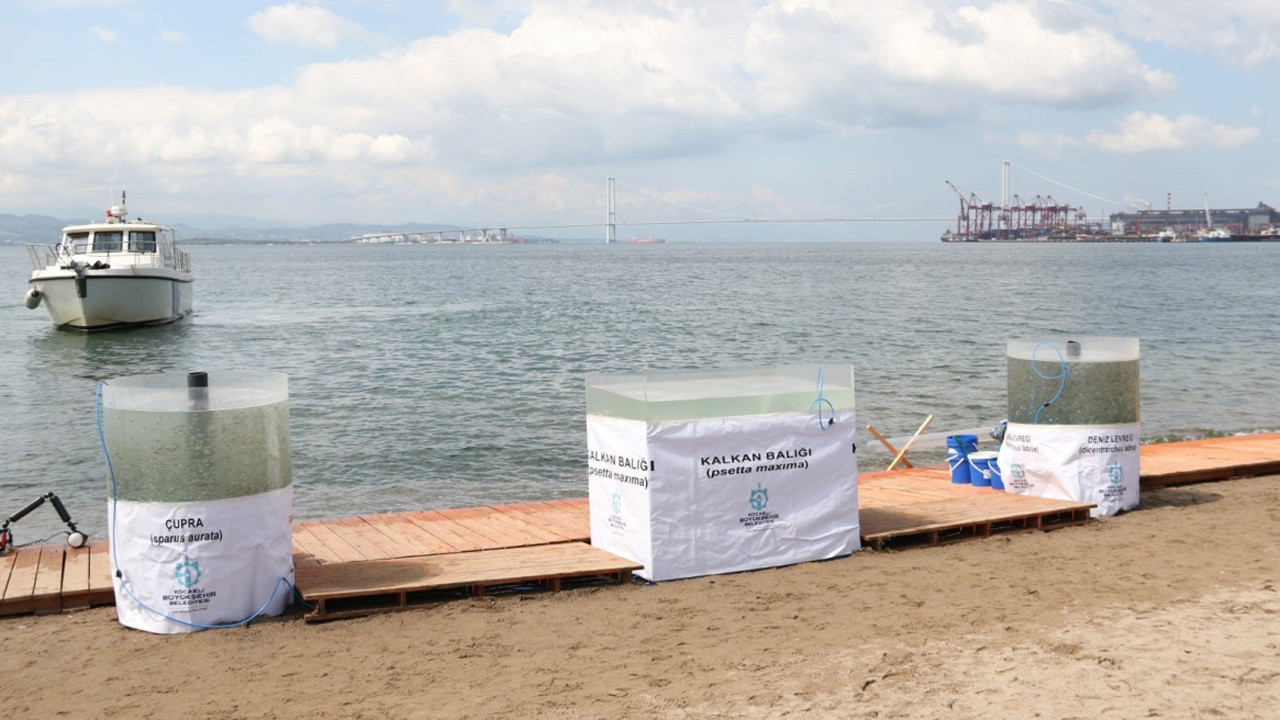 İzmit Körfezi’ne 6 bin balık daha bırakılacak