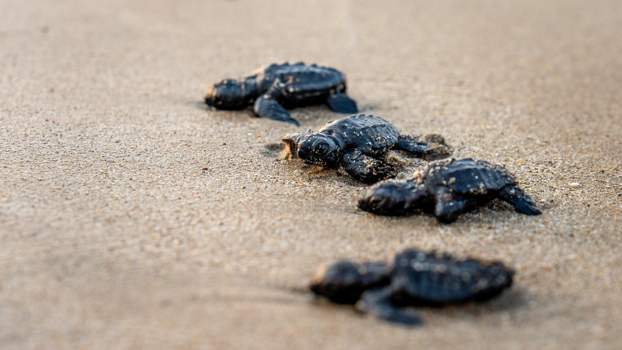 Nisanda denize bırakılan kaplumbağalar Libya ve Tunus’a ulaştı