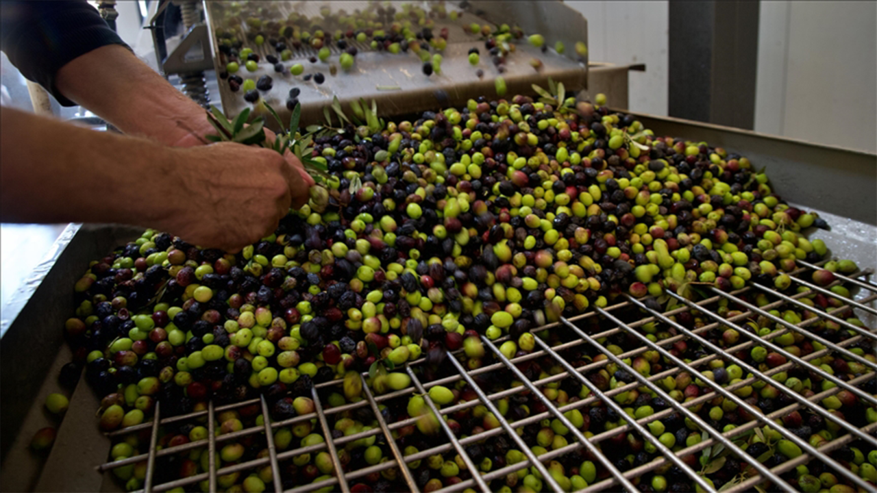 Kadın girişimci köyüne zeytinyağı tesisi kurdu, 15 kişiye iş imkanı sağladı