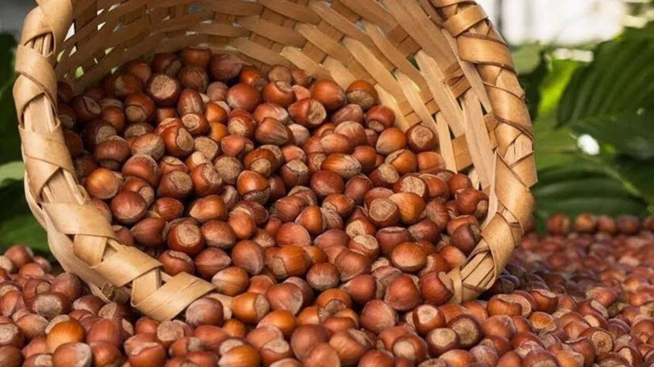 Düzce ekim ayında fındık ihracatında rekor kırdı