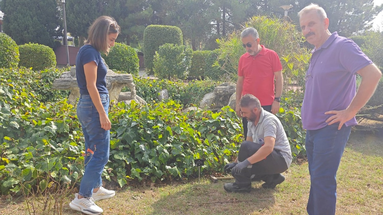 Sakarya Üniversitesi kampüsündeki bitki türleri kayıt altına alındı