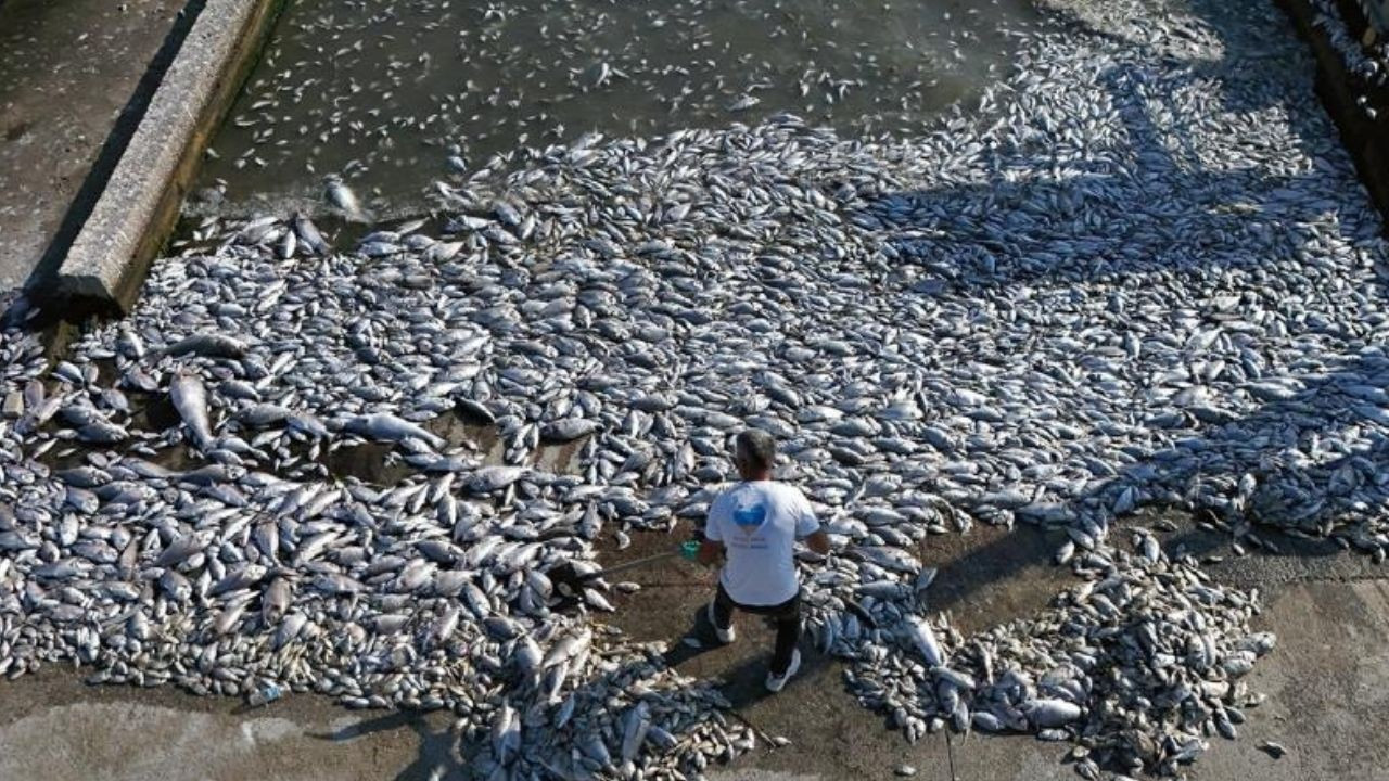 İzmir Körfezi'ndeki balıklarda dünya ortalamasının 4 katı fazla mikroplastik tespit edildi