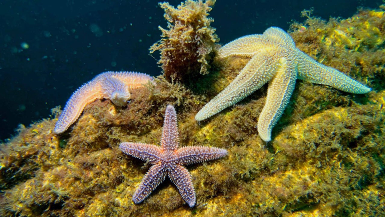 Yapay Resifler bir yılda 33 farklıdeniz canlısına yuva oldu