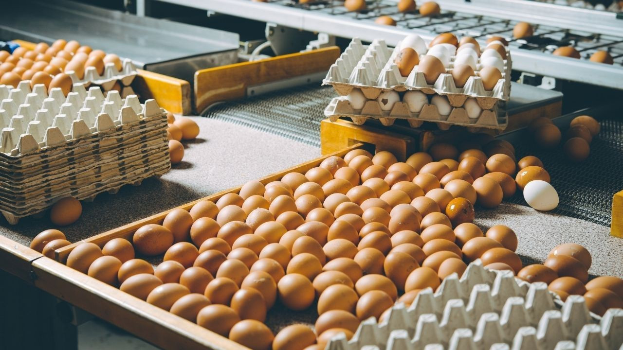 ABD'deki kuş gribi salgını Türk yumurtasına talebi yükseltti