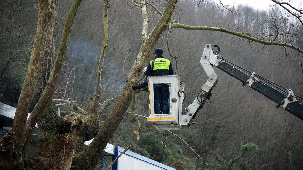Sakarya’da ağaçların durumu tomografi cihazı ile tespit edilecek