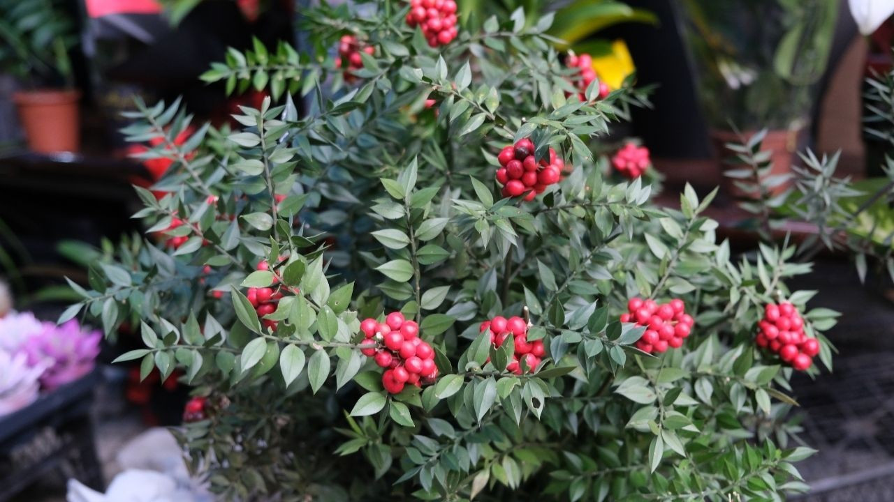 Yeni yıla sayılı günler kaldı, kokinaya talep arttı: Fiyatlar ne kadar?