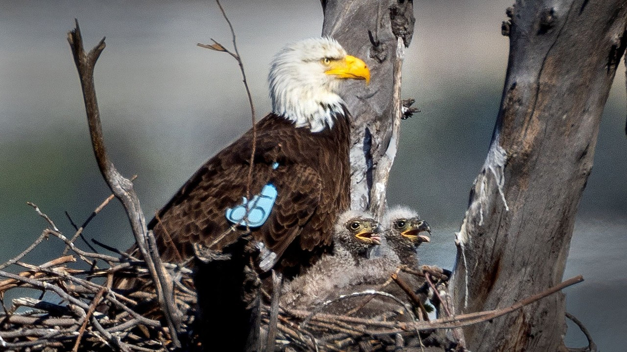 'Kel kartal' ABD'nin ulusal kuşu ilan edildi