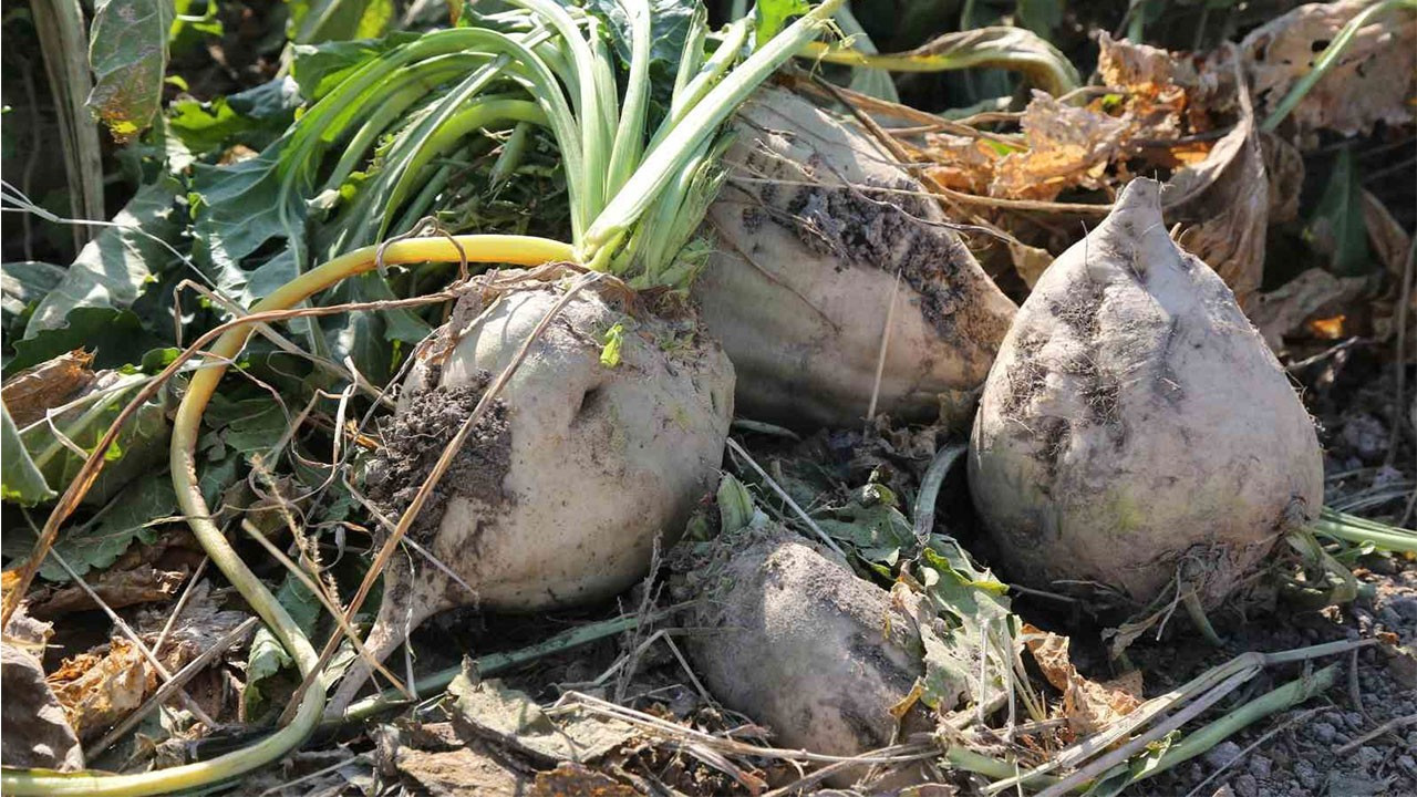 Konya Şeker'den 6 milyar 272 milyon 593 bin lira pancar bedeli ödemesi gerçekleştirilecek