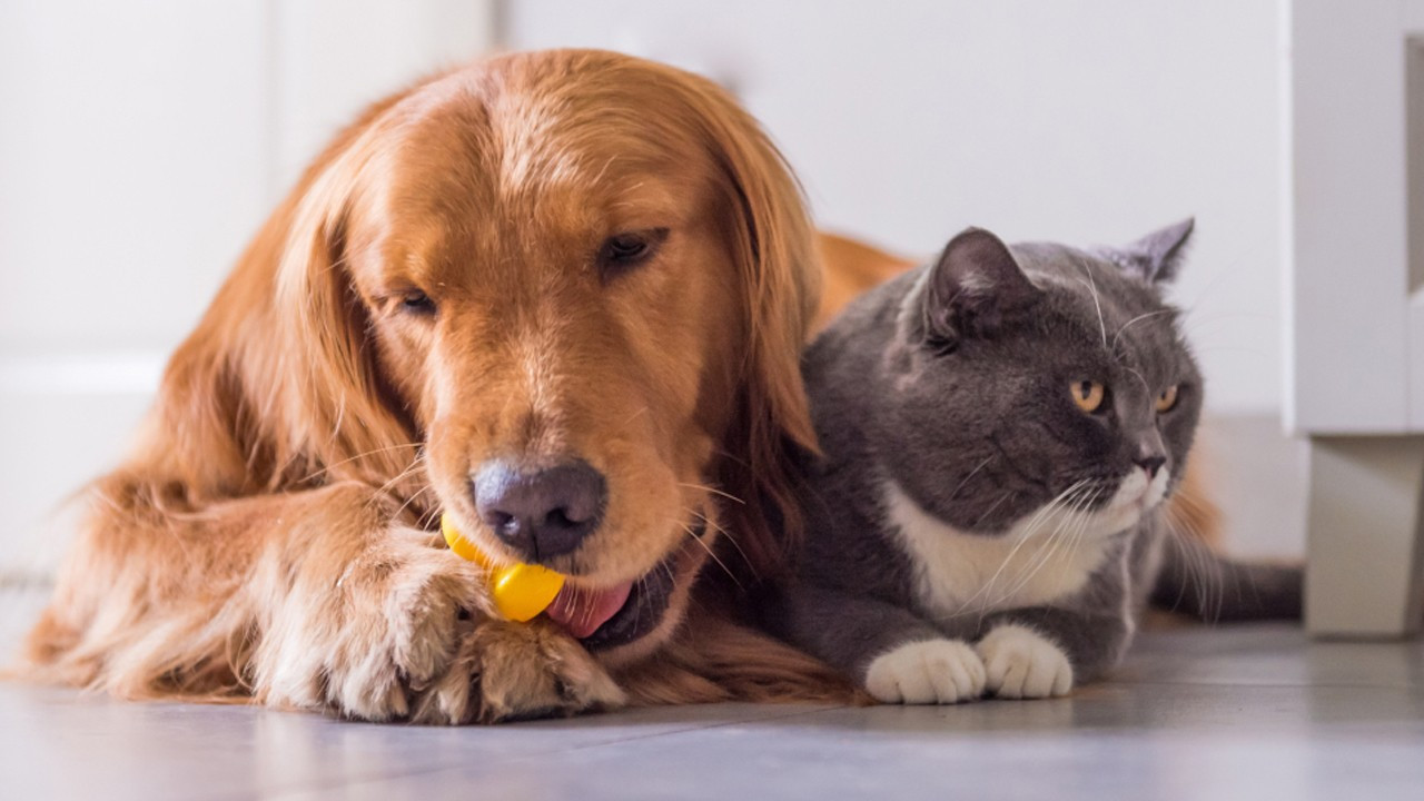 Kedi ve köpeklerle ilgili yönetmelikte değişiklik: Süre uzatıldı