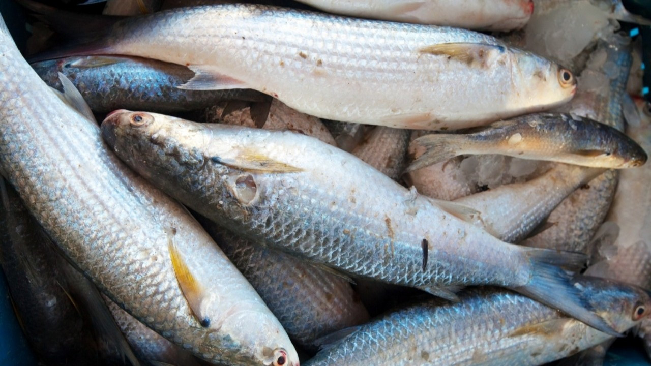 Sagun, Bafra OSB’ye ileri balık işleme tesisi kuracak