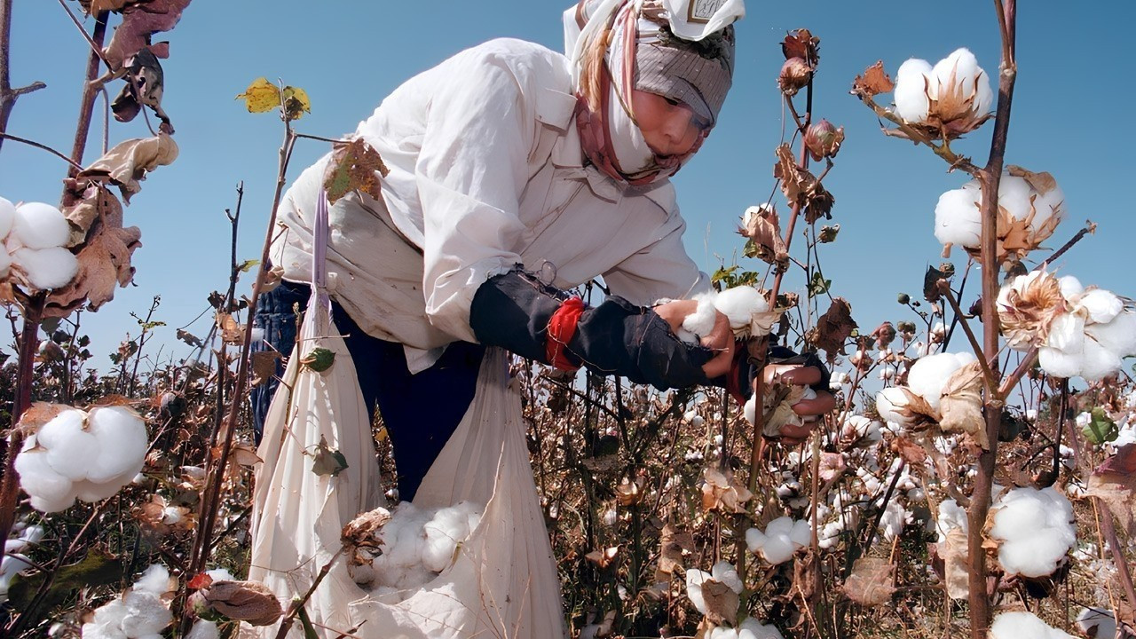 Pamuk üreticileri zorda sanayici rekabet edemiyor