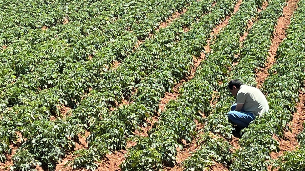 Türk girişimcilerden Sahra Çölü’nde tarım projesi