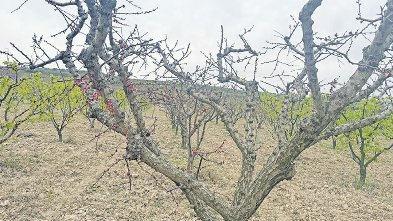 Tarımda iklim hasarı büyük!