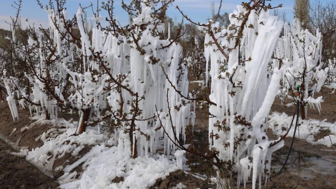 İYİ Parti'li Olgun, zirai dondan etkilenen yerlerin afet bölgesi ilan edilmesini istedi