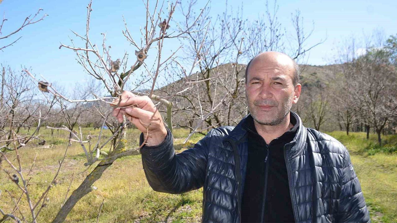 Bilecik'te zirai don cennet hurmasını vurdu