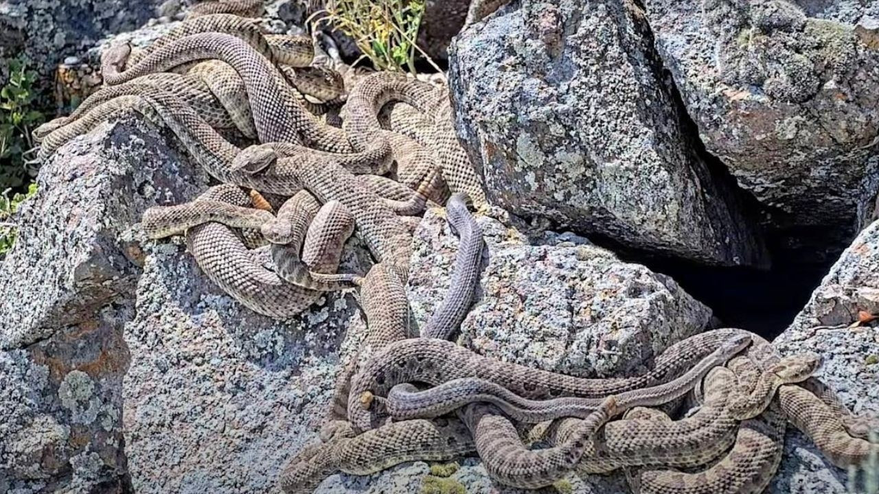 2.000 çıngıraklı yılanın bulunduğu devasa in viral oldu! Kış uykusundan uyandılar