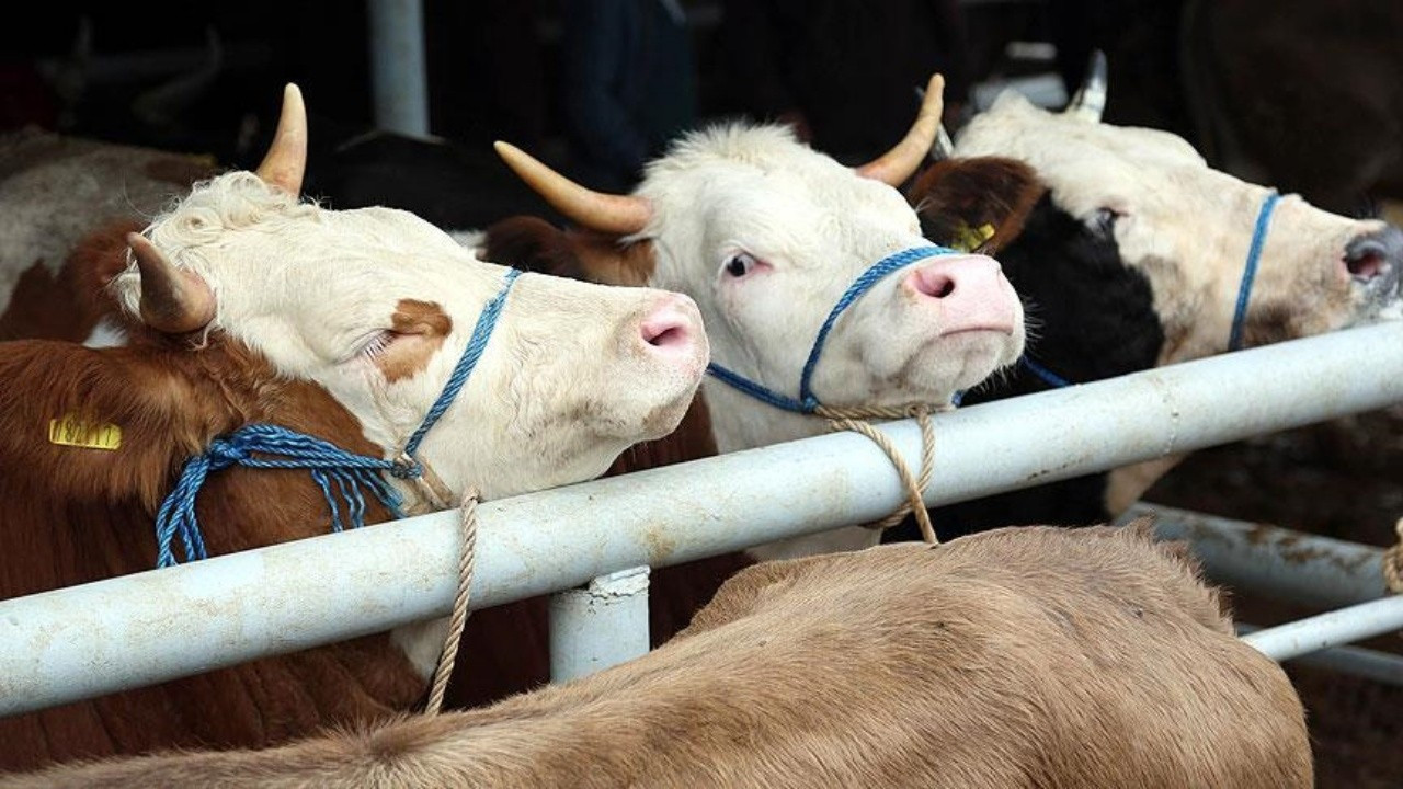 Kurbanlık fiyatı geçen yıla göre yüzde 35 arttı