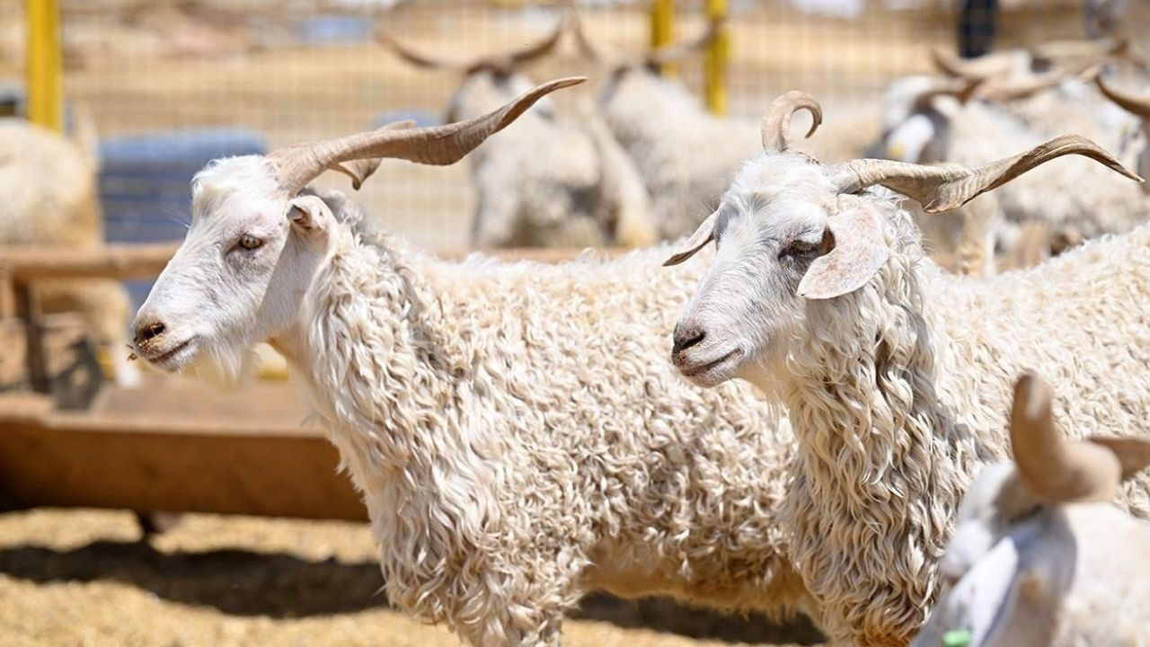 Kurban fiyatları yükseldi, makas açıldı: Yurt içi maliyetler yurt dışının 2,5 katına çıktı
