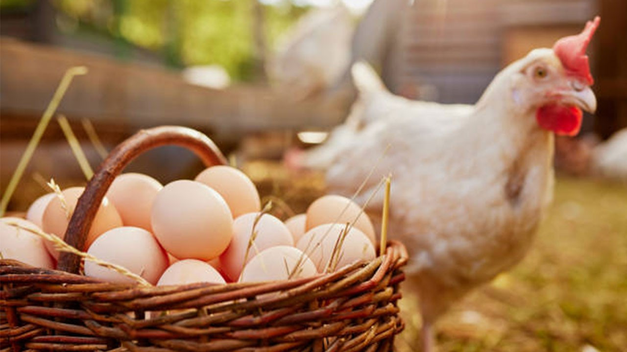 Tavuk eti üretimi ekimde artış gösterdi