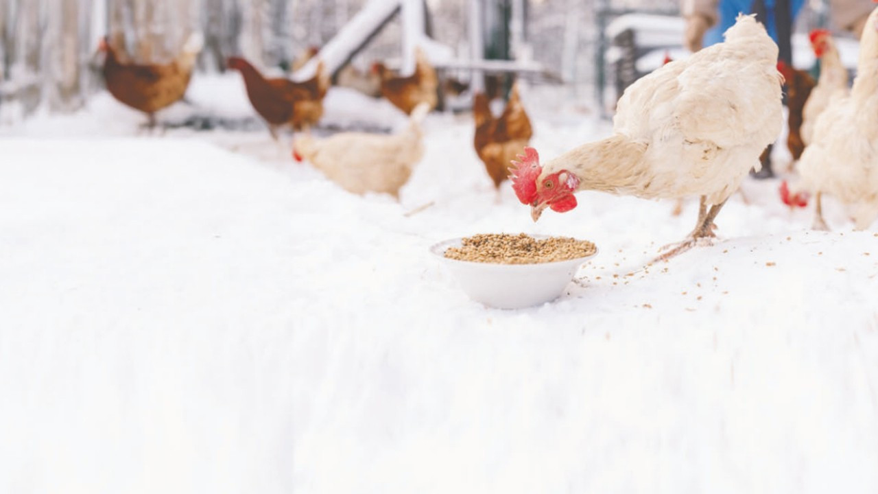 Küresel yem üretimi yeniden canlanıyor