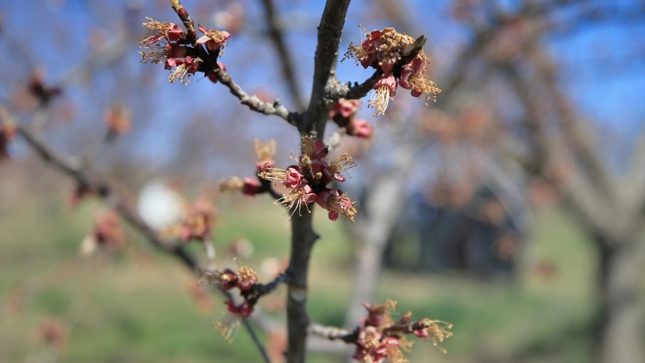 TZOB Başkanı Bayraktar: Kuraklıktan zarar gören çiftçilere de destek verilmeli