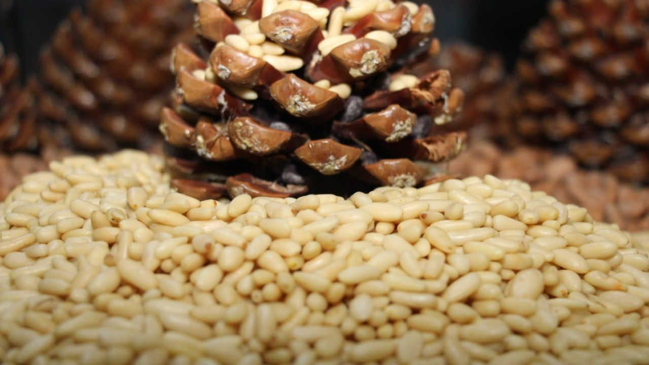 Aydın Çam Fıstığı, Avrupa Birliği tesciliyle taçlandı