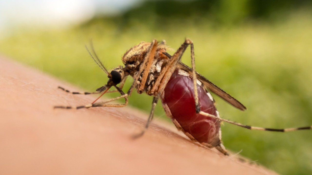 Tropikal kökenli sivrisinekler Türkiye'ye yerleşti: Enfeksiyon hastalıkları artıyor